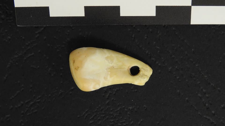 The deer tooth-shaped pendant contained DNA left by its wearer.  - Max Planck Institute for Evolutionary Anthropology