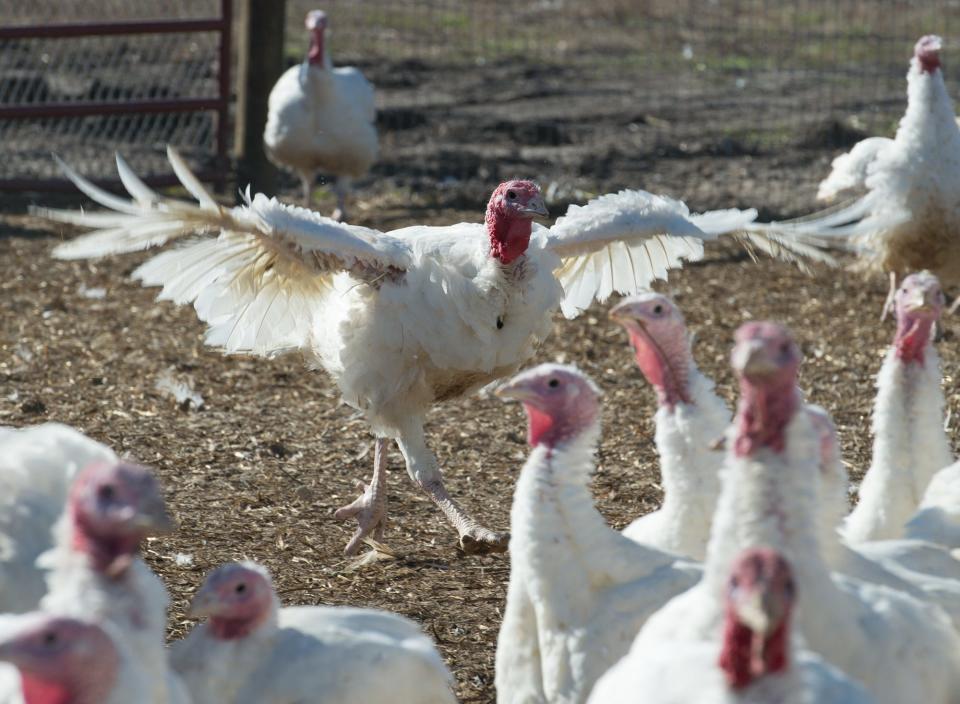 T.A. Farms in Wyoming is a fifth-generation turkey farm that started in the 1930s.