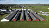 Aerial view of the Sunrise Farms processing plant in Petaluma, Calif. on Thursday, Jan. 11, 2024, which has seen an outbreak of avian flu in recent weeks. A year after the bird flu led to record egg prices and widespread shortages, the disease known as highly pathogenic avian influenza is wreaking havoc in California, which escaped the earlier wave of outbreaks that that devastated poultry farms in the Midwest. (AP Photo/Terry Chea)