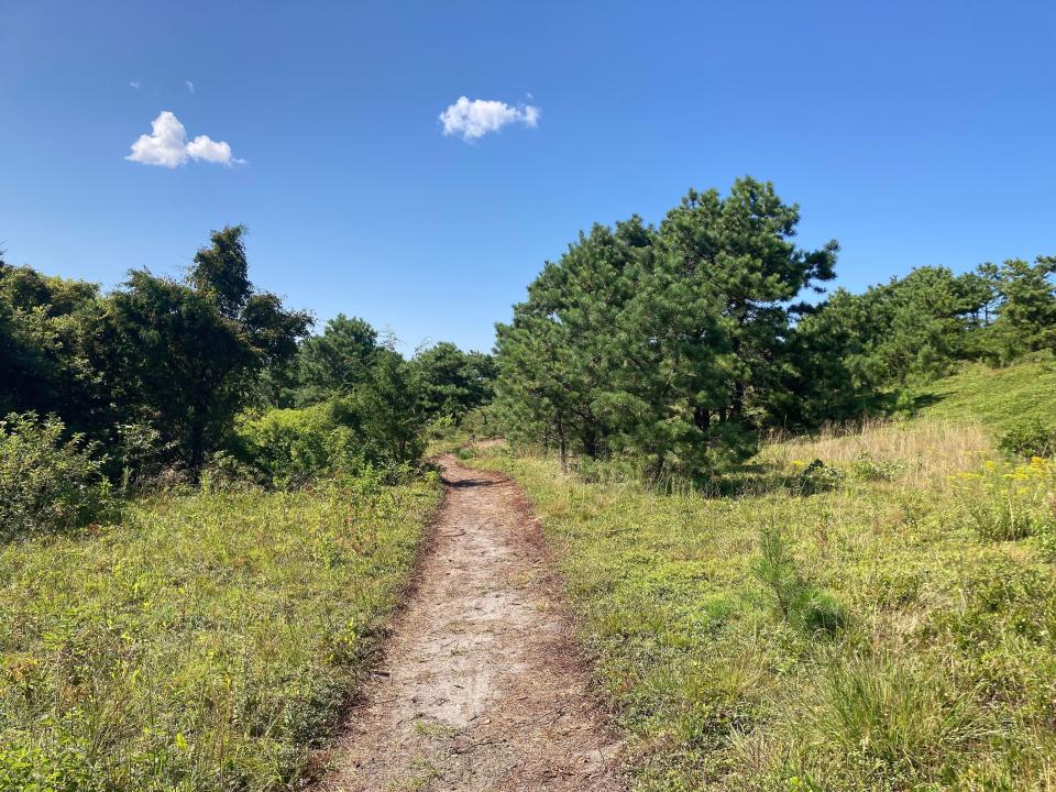 Part of the splendid new trail system at the High Head Conservation Area in North Truro.