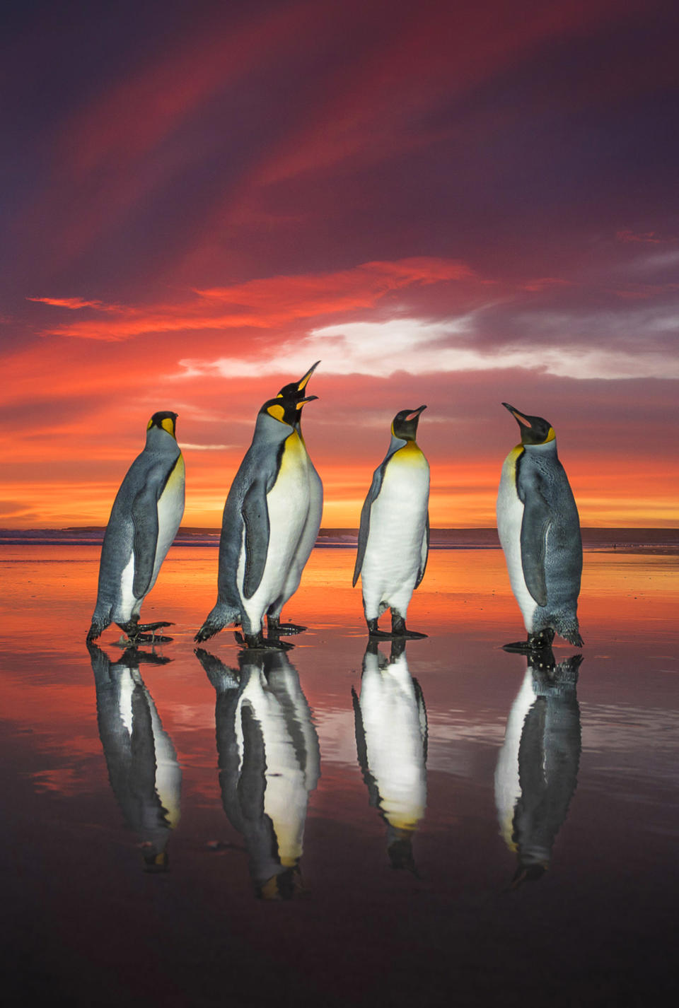 Breathtaking shots of king penguins marching in golden sunrise