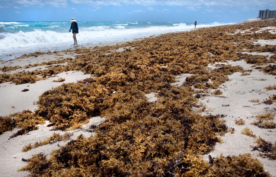 Rough seas blanket the beach near Root Trail with brown sargassum seaweed Tuesday April 27, 2021 in Palm Beach.