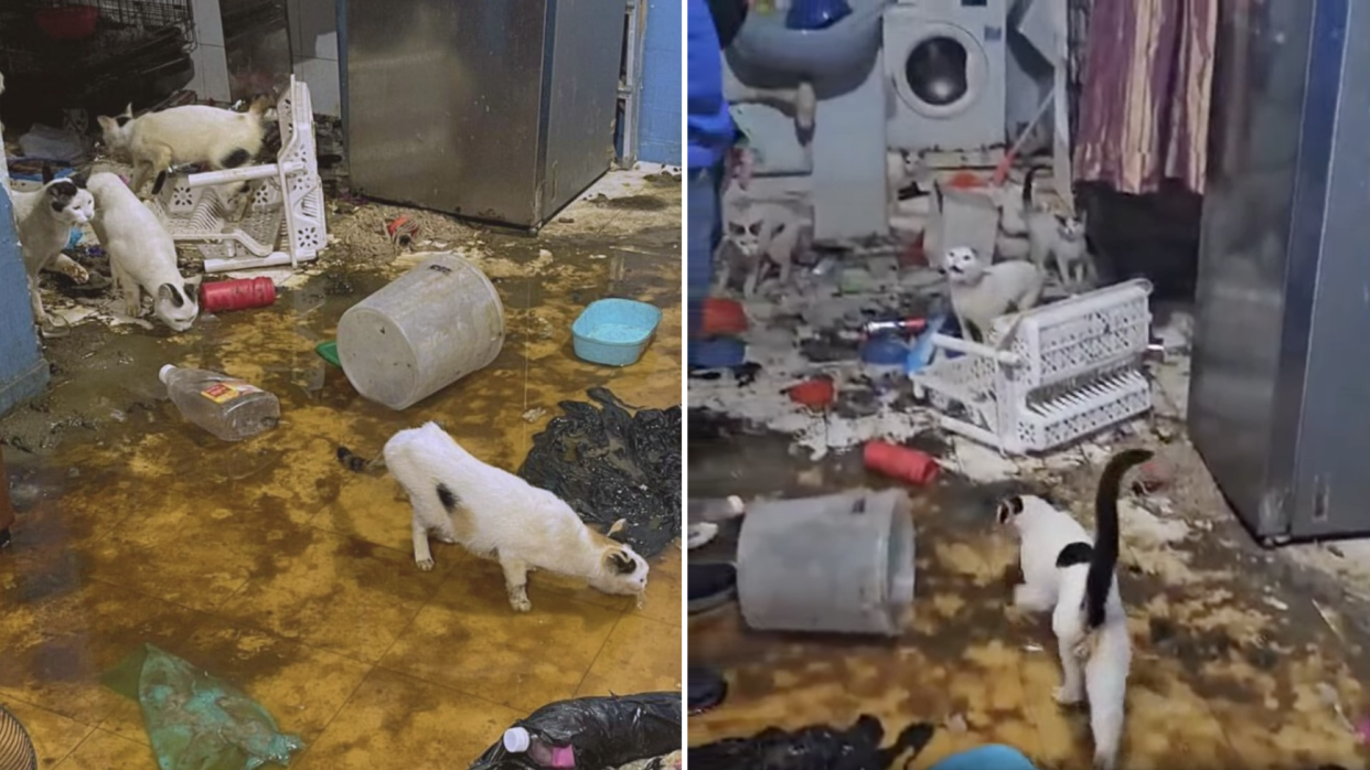 20 cats rescued from sewage pipe burst in Bukit Merah flat (Photos: SPCA/Instagram)