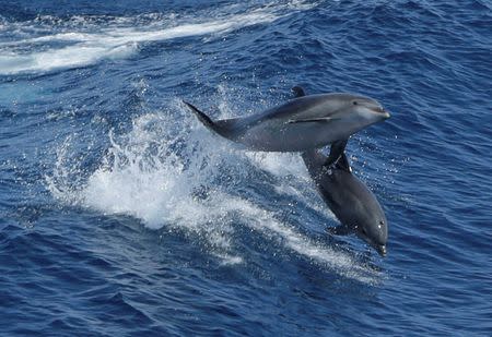 A pair of dolphins leap in the wake of Royal Caribbean cruise line ship 'Grandeur of the Seas' July 18, 2013 in the Atlantic Ocean between Bermuda and the United States main land. REUTERS/Gary Cameron