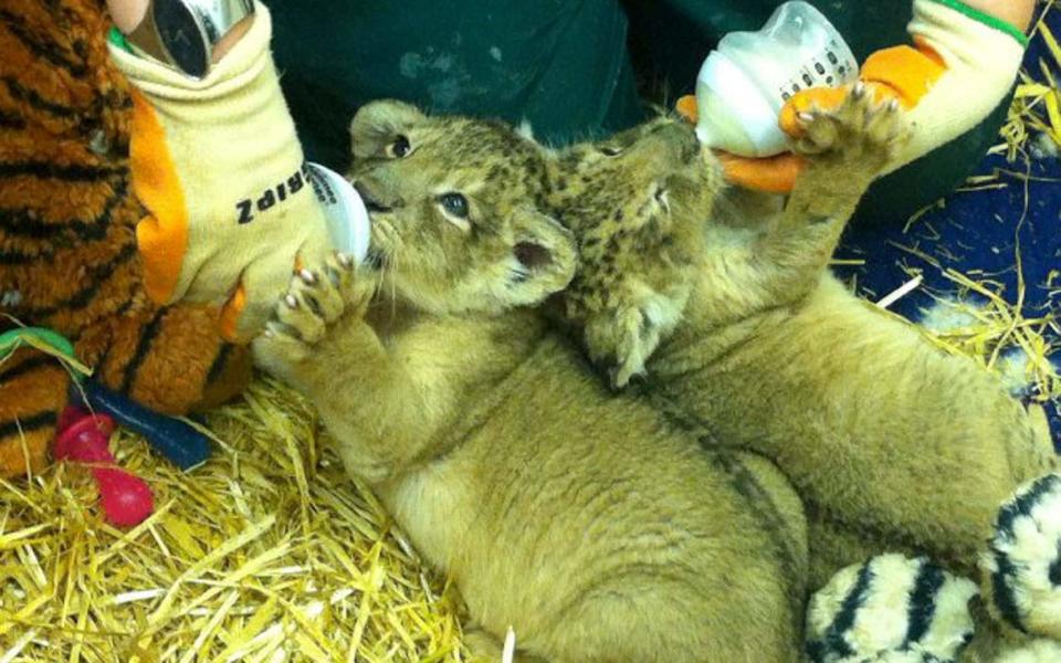 Kamran with his brother Ketan as cubs - Bristol Zoo