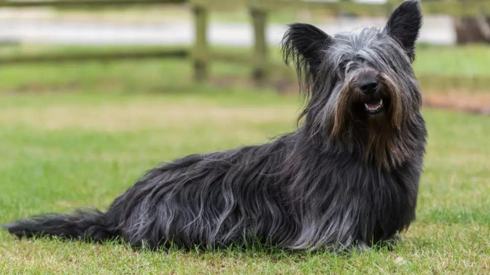 Skye Terrier in grass