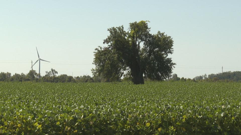 A pear tree in North Buxton on the Prince family farm, under which the community's first Homecoming celebration was held 100 years ago. Pictured on Sept. 1, 2023.