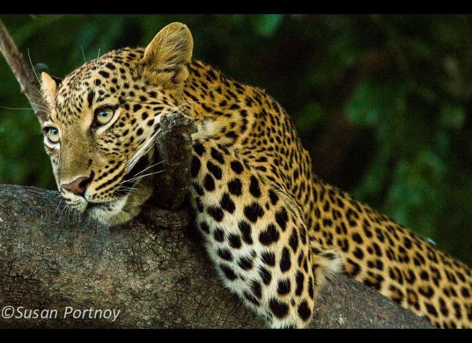Meet my very first sighting on my trip. Leopards are elusive animals so I figured at the time it must be a good omen.  As fate would have it, I had spectacular sightings throughout my entire stay. © Susan Portnoy
