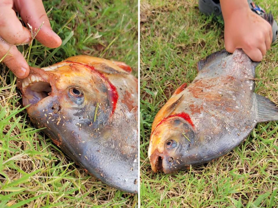A pacu fish caught in an Oklahoma pond.