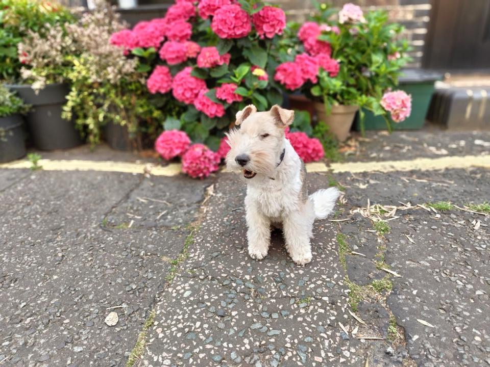 Portrait shot: Sharp on dog hair, with blurred hydrangeas (David Phelan)