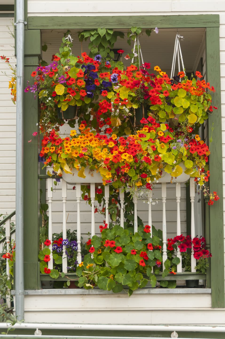 nasturtium growing guide