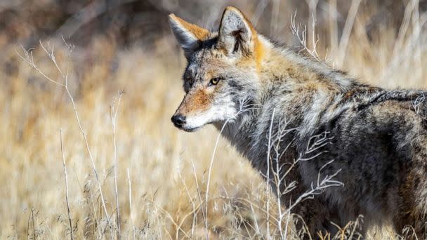 PHOTO: A coyote looks up from hunting for food on the Idaho prairie. (STOCK IMAGE/Getty Images)