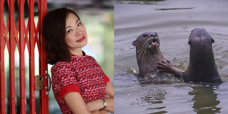 Low lost an arowana, several koi fish, and cichlids during the otters’ siege on her spa pond. — Pictures from Facebook/jazreel.low and Hari Anggara