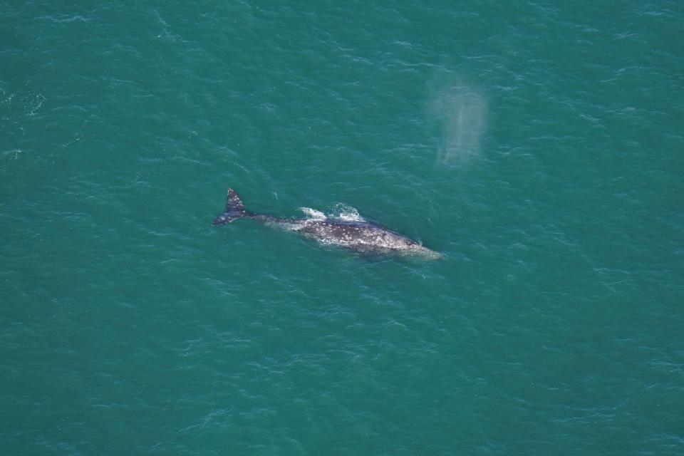 This photo by Orla O'Brien shows a gray whale south of Nantucket, Mass., on March 1, 2024. Scientists have confirmed the presence of a whale off New England that went extinct in the Atlantic Ocean two centuries ago. They say it's an exciting discovery, but one that illustrates the impact of climate change on sea life. (Orla O'Brien/New England Aquarium via AP)