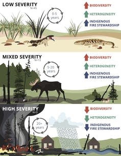 Graphic showing the impacts of Indigenous fire practices on biodiversity and wildfires.