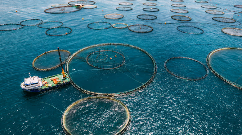 aerial view of fish aquaculture