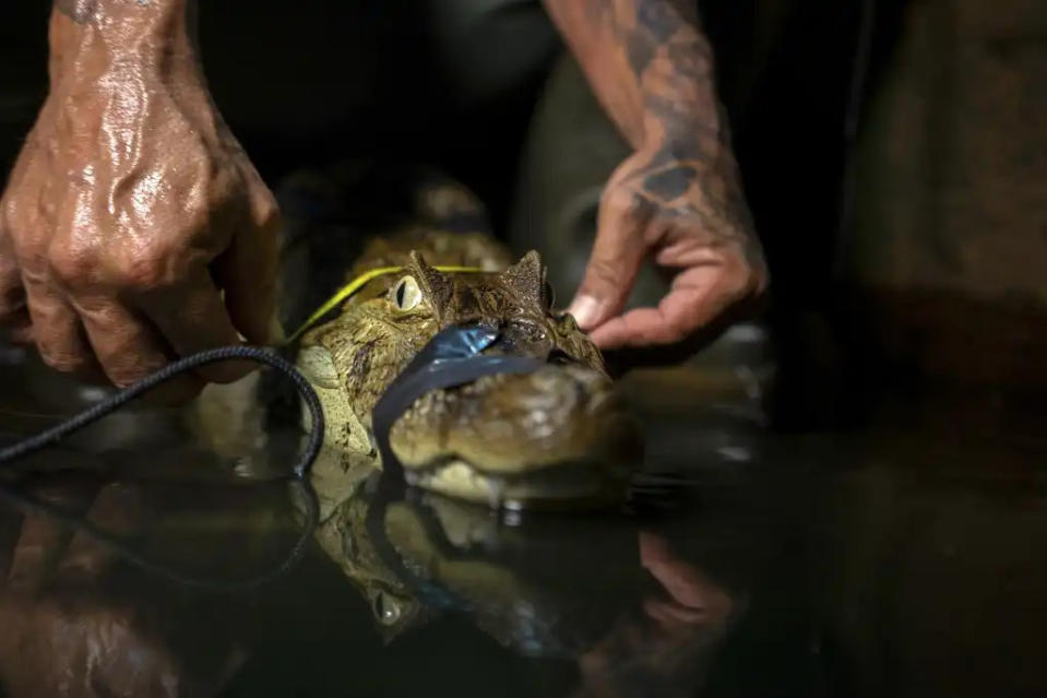 Caimanes contaminación