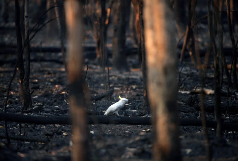 Bushfires in Kosciuszko National Park, in New South Wales