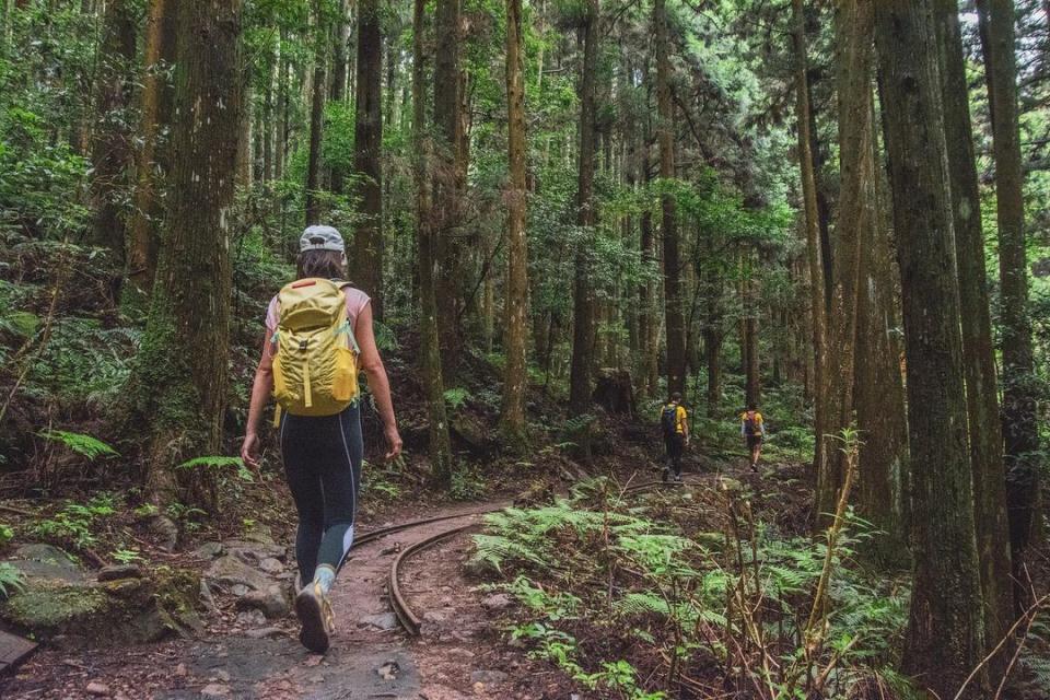 ▲苗栗加里山登山步道-伐木台車鐵軌。 （圖／jessie_shoremosan, Instagram）