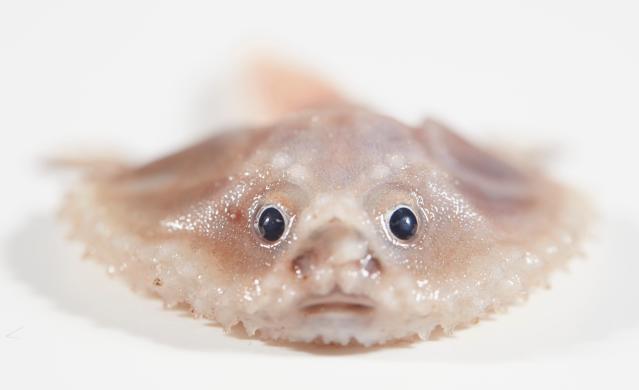 A batfish and a blind eel: Deep sea creatures discovered by