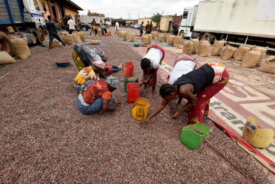 Women sort cocoa beans at a cocoa exporter's in Abidjan, on July 3, 2019. - In June key producers Ivory Coast and Ghana threatened to stop selling their production to buyers unwilling to meet a minimum price of $2,600 per tonne. The two African nations -- which together account for 60 percent of the world's cocoa production -- want to end a situation where cocoa producers make only $6 billion in a global chocolate market worth around $100 billion. (Photo by Sia KAMBOU / AFP)        (Photo credit should read SIA KAMBOU/AFP/Getty Images)