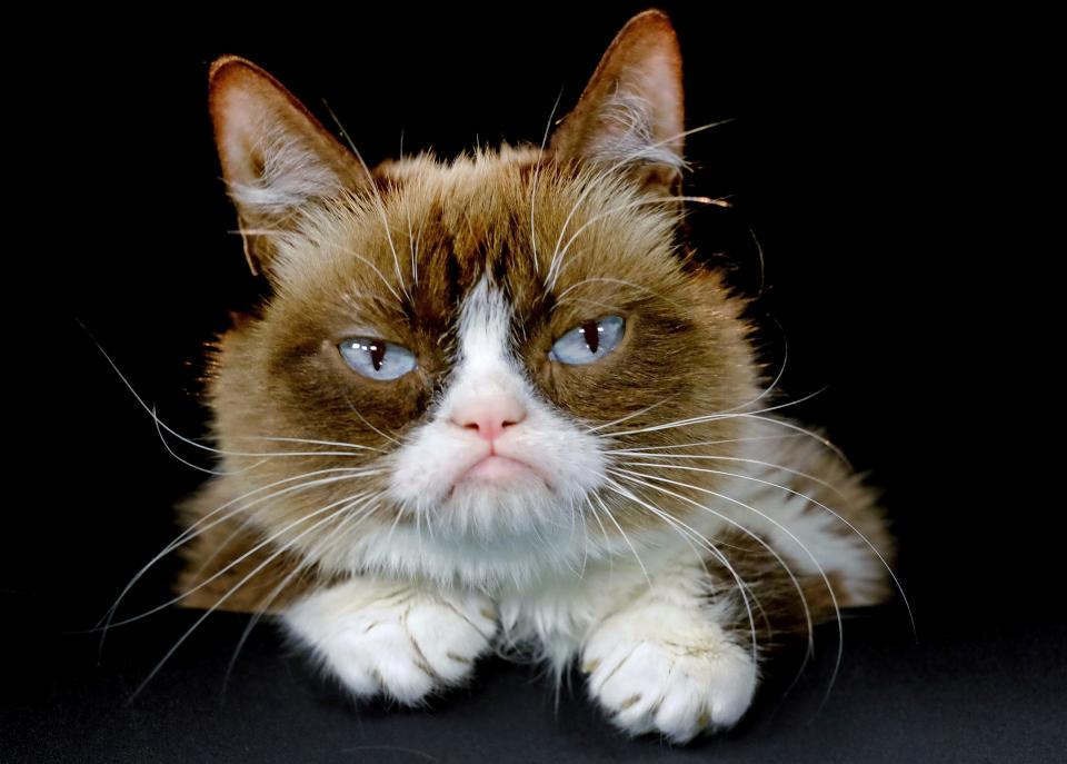 This Dec. 1, 2015 file photo shows Grumpy Cat posing for a photo in Los Angeles. Grumpy Cat, whose sour puss became an internet sensation, has died at age 7, according to her owners. Posting on social media Friday, May 17, 2019, her owners wrote Grumpy experienced complications from a urinary tract infection and “passed away peacefully” in the arms of her mother on Tuesday, May 14. 