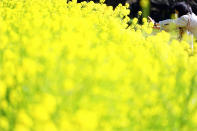 A visitor with a protective mask takes a photo by a rapeseed oil field at Hamarikyu Garden Thursday, March 5, 2020, in Tokyo. The number of infections of the COVID-19 disease spread around the globe. (AP Photo/Eugene Hoshiko)