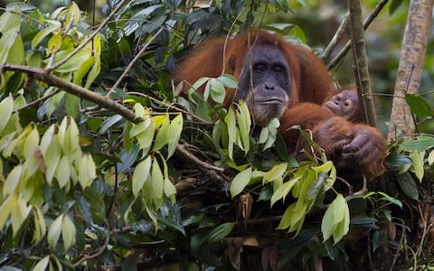 An endangered Sumatran orangutan cradles her baby - Credit: Romeo Gacad/AFP