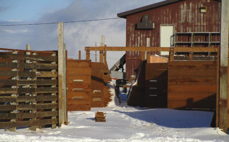 This Nov. 16, 2015 photo provided by Dale Smith shows part of an old slaughterhouse in Mekoryuk, Alaska, that has since been demolished. The building is being replaced with a new slaughterhouse as part of a federally funded endeavor to expand the tribal government's commercial reindeer subsidiary with the herd that was introduced a century ago. (Dale Smith via AP)
