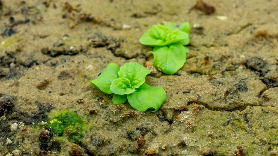 A small, green weed with broad leaves sprouts out of a sandy soil.