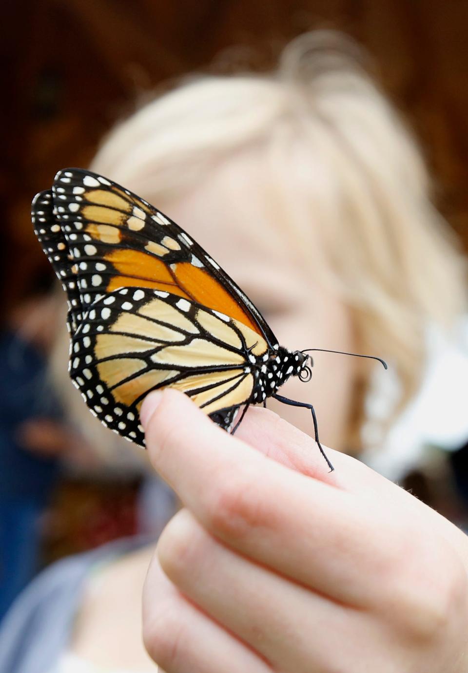 Carys Hayes prepares to set a tagged monarch butterfly free. The Warren County Conservation Board hosted a chance to tag monarch butterflies for the citizen science Monarch Watch project on Sept. 8 at the Annett Nature Center.