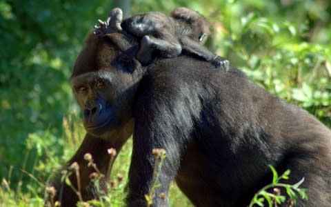 Gorilla Touni and her baby Ayana at Briston Zoo - Credit: Bristol Zoo 