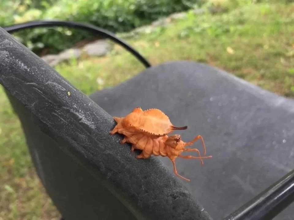 A small caterpillar on the back of a chair that has s shell like body and long front arms