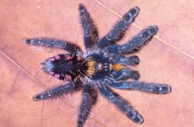 This shows the Typhochlaena costae from the Brazilian "cerrado" in the state of Tocantins.