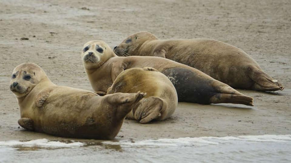 Other surprising species living in the Thames include seahorses, eels, and seals (ZSL)