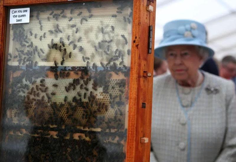 英國女王離世的消息，連蜜蜂也知情。（翻攝rollingstone.com官網）