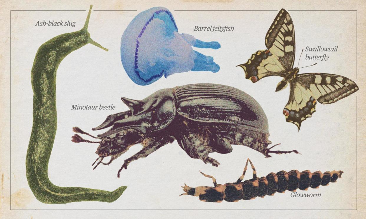 <span>Invertebrate of the year introduction - community callout</span><span>Composite: Guardian Design - Frank Hecker - Alamy / StellaNature - Alamy / Seaphotoart - Alamy / Dorling Kindersley ltd - Alamy / Science Photo Library - Alamy</span>