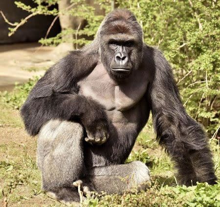 Zoo officials say they are collecting a sample of Harambe's sperm so it wouldn't be the end of his 