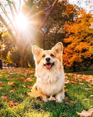 <p>Maxine the Fluffy Corgi/Instagram</p>