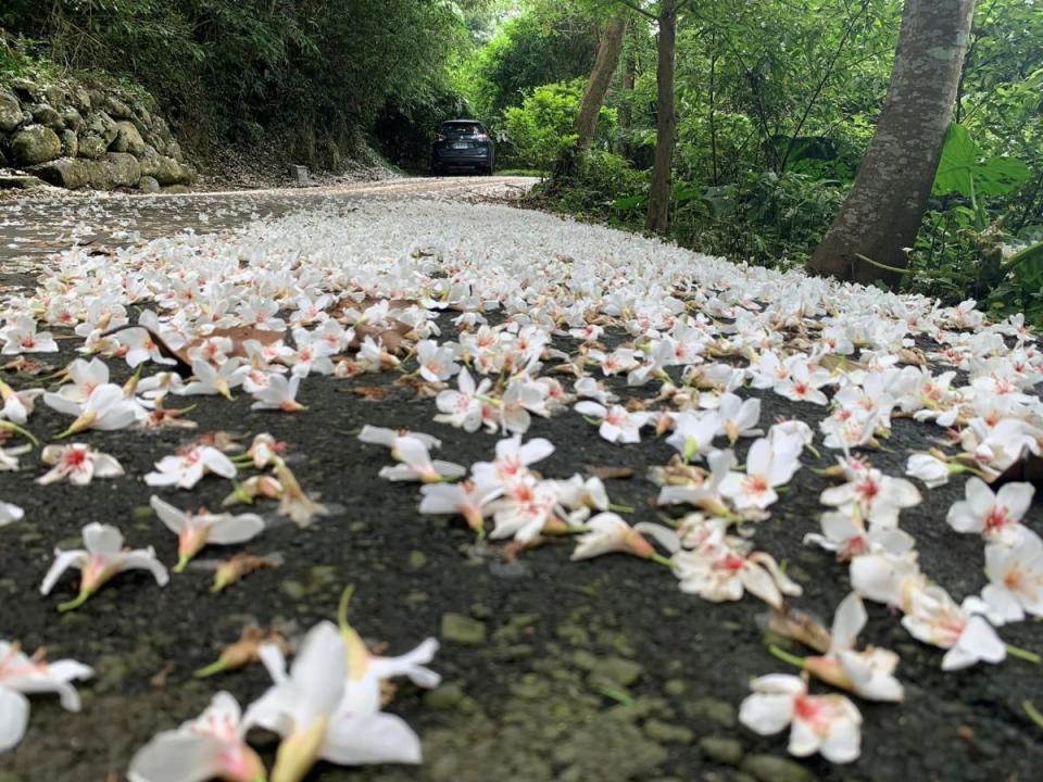 五月雪因為桐花年年早開，目前已成四月雪。（圖：彭清仁攝）