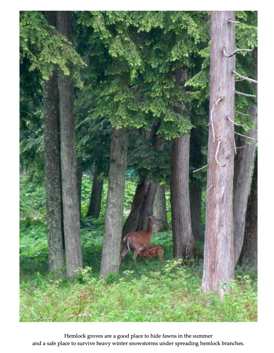 One of the pages from the new book by Door County art historian Virginia Jones Maher, "The Forest," which shows artistic photos she took of the woods, individual trees, plants and wildlife on her property near Jacksonsport and explains the images like a field guide.