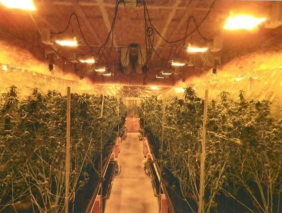 A marijuana grow discovered on the property at 6525 Rickreall Road in Independence.