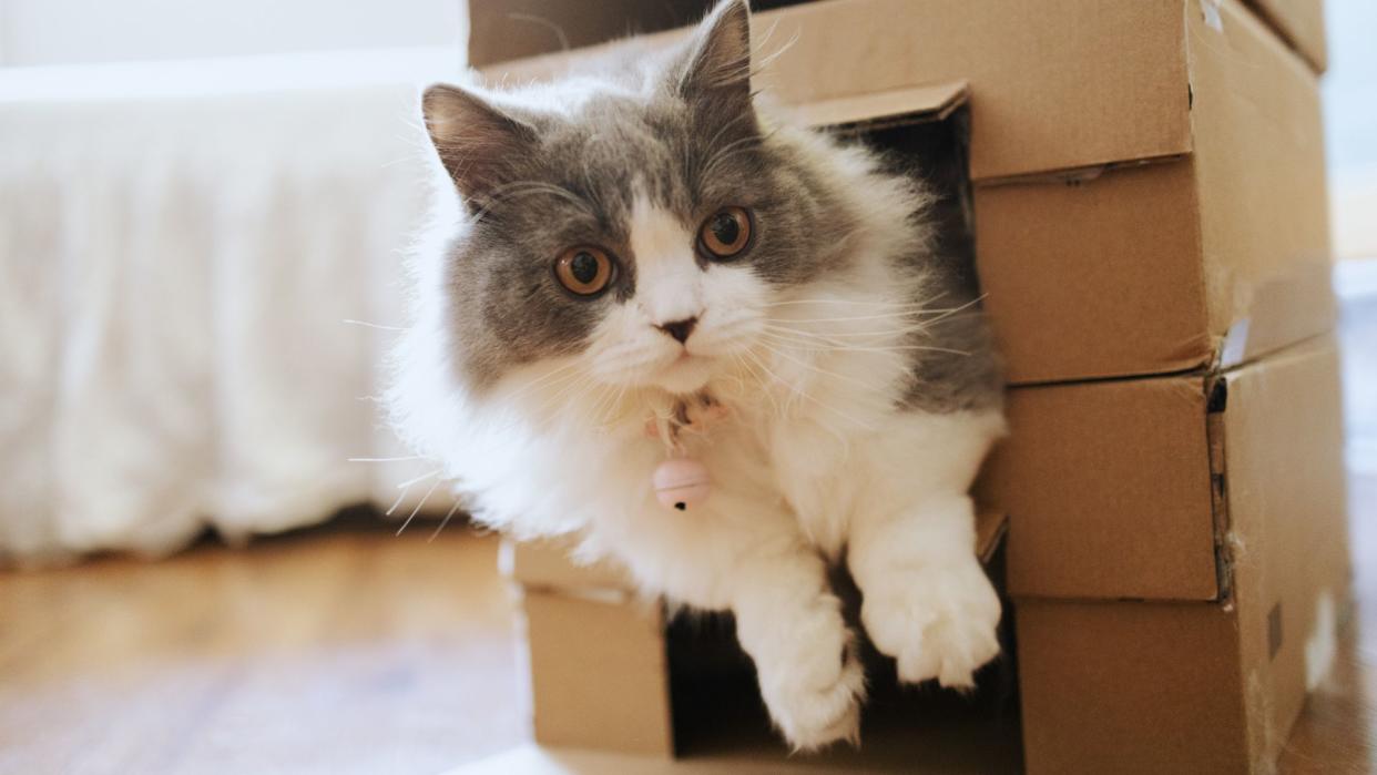 Cat hiding in cardboard box