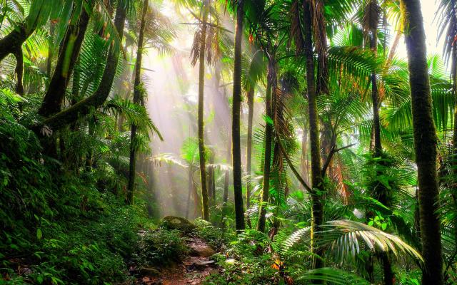 Characteristics of equatorial tropical rain forests