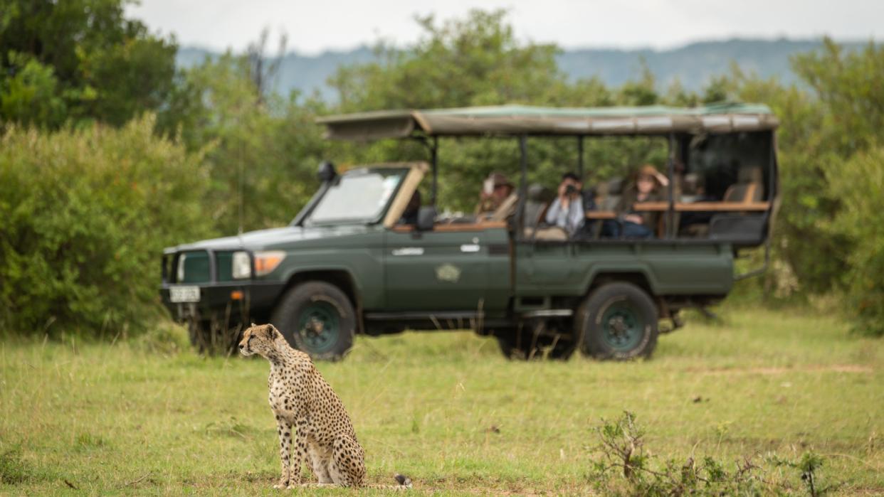  People on a Cottar's Safaris truck watch a cheetah sitting on the grass. 