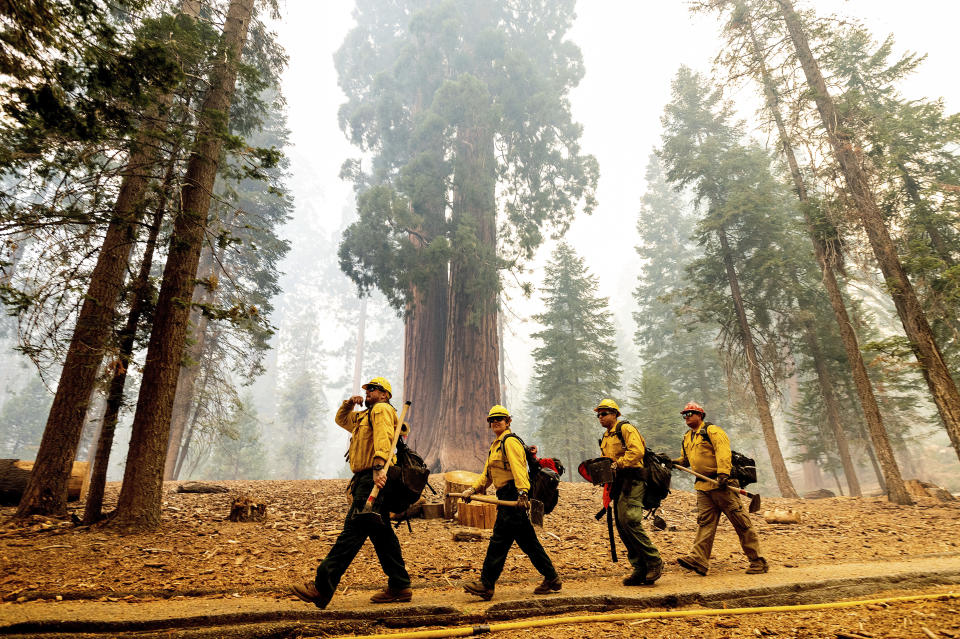 Firefighters battle the Windy Fire as it burns in the Trail of 100 Giants grove of Sequoia National Forest, Calif., on Sunday, Sept. 19, 2021. (AP Photo/Noah Berger)