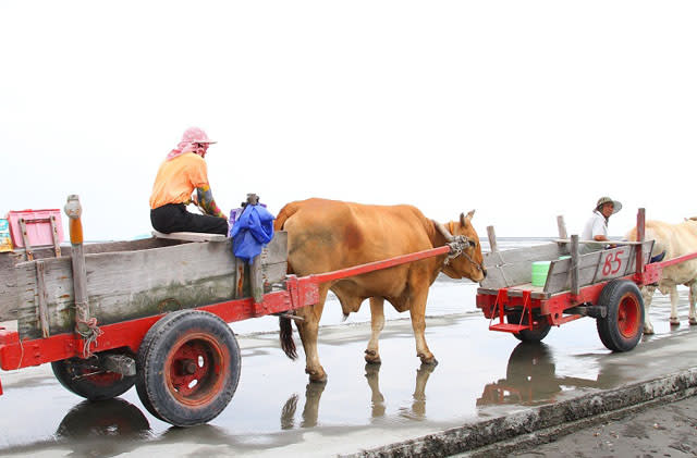 搭著鐵牛車出海採蚵、重溫童年歡樂趣！彰化芳苑牛車採蚵體驗