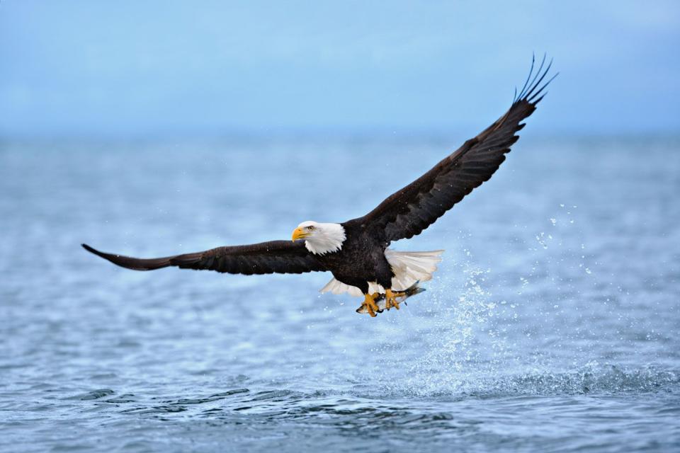 <p>Getty</p> Bald eagle