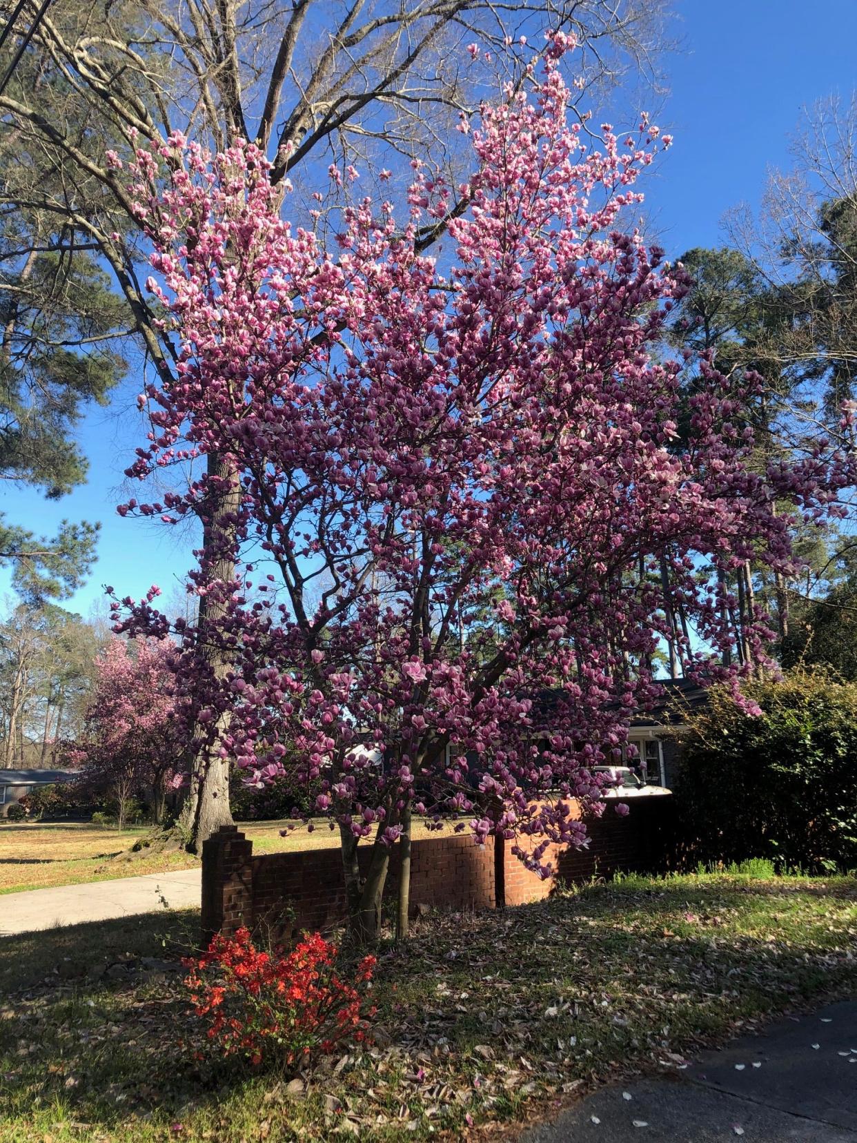 Ashland Drive in Augusta is decorated on Wednesday, March 3, 2021, with a blooming Saucer Magnolia. This small- to medium-sized tree is an excellent selection as a specimen, container plant and even espalier.