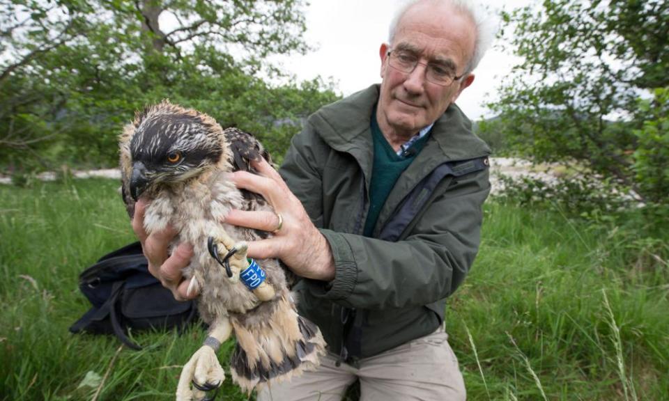 Dennis with a young osprey in the Cairngorms.